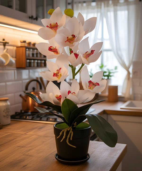 Cymbidium Orchid White Flower Pot