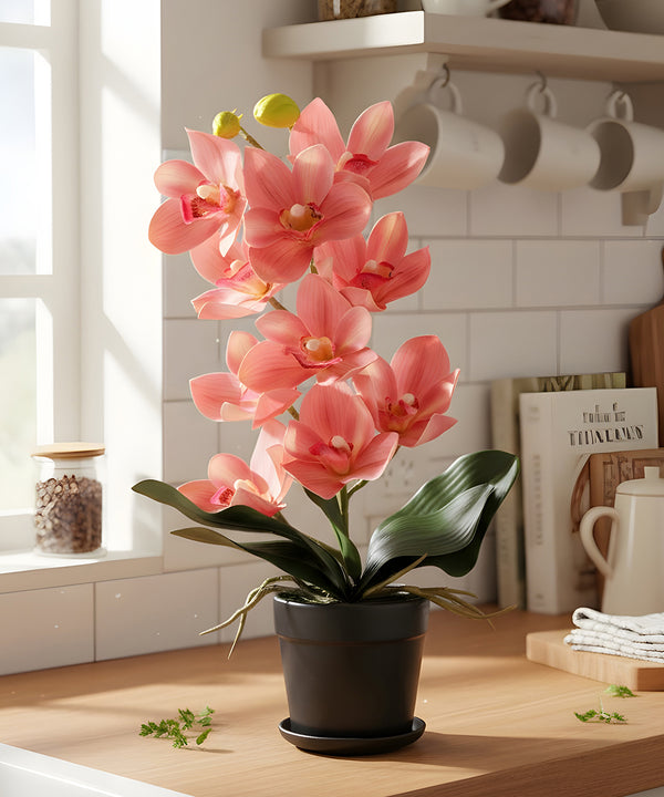 Cymbidium Orchid Pink Flower Pot