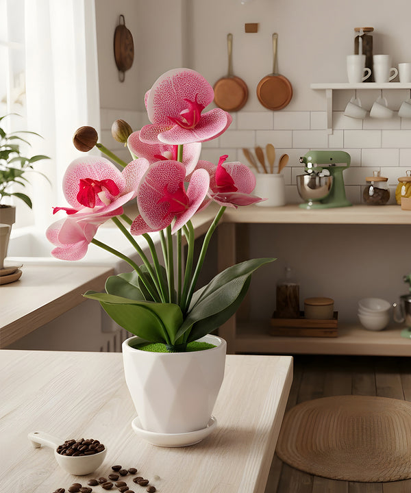 Moth Orchid Pink Flower Pot