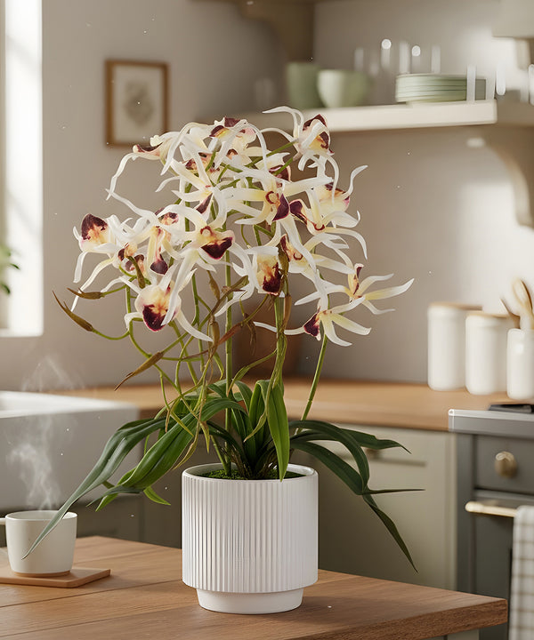 Spider Orchid White Flower Pot