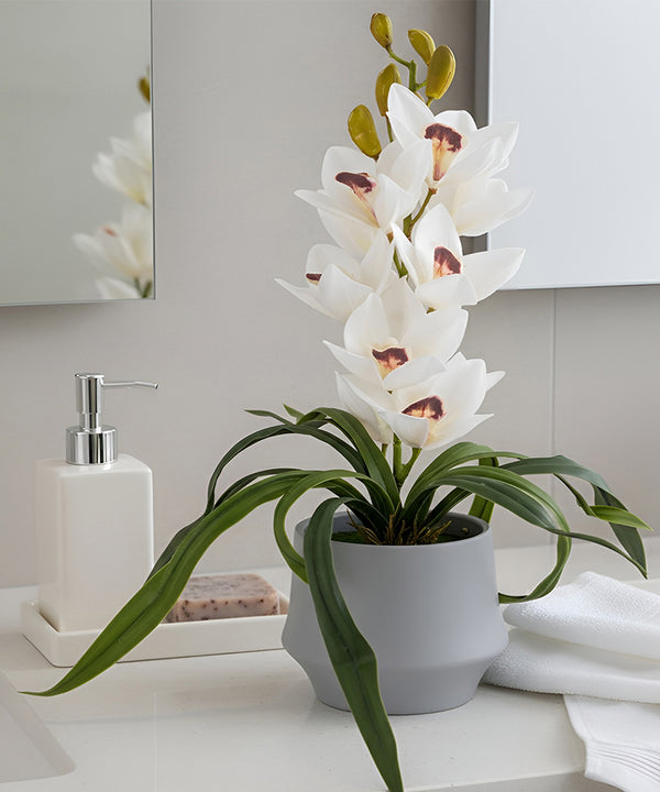 Jewel Orchid White Flower Pot