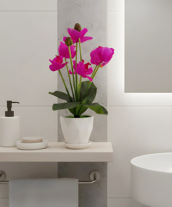 Moth Orchid Magenta Flower Pot
