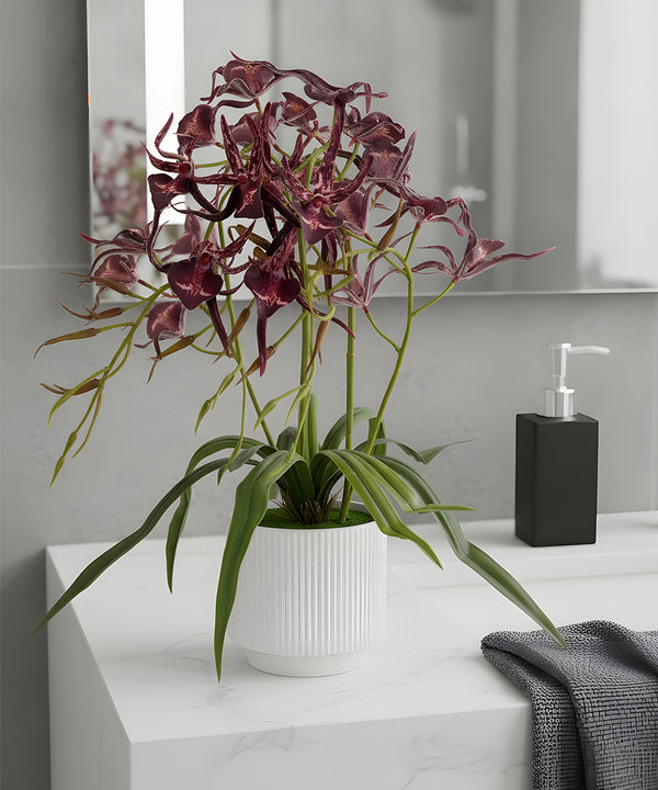 Spider Orchid Darkpink Flower Pot