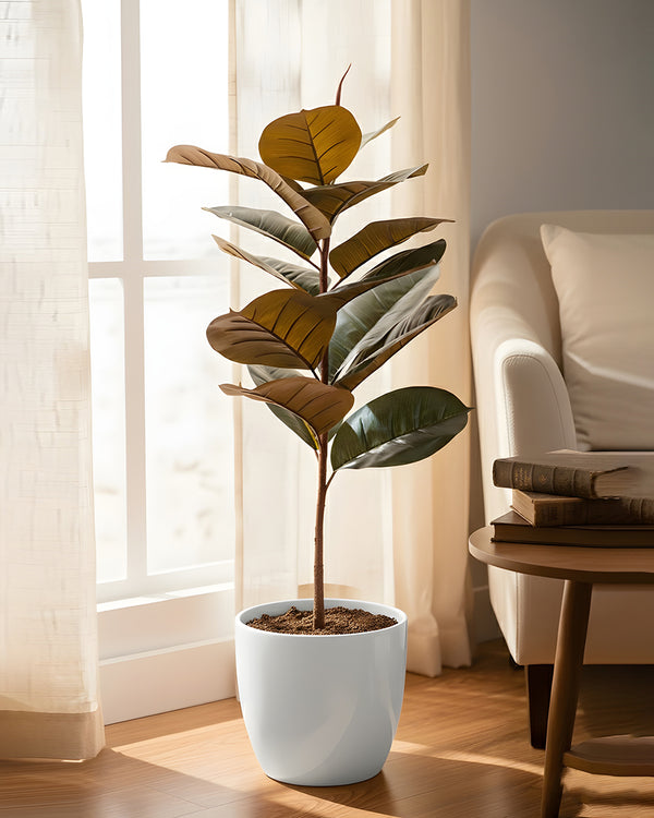 Ficus Rubber Plant