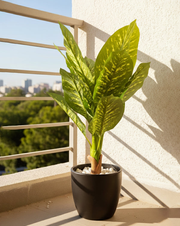 Dieffenbachia Plant