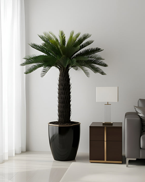 Cycas Palm Plant